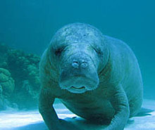 Manatee Tours